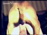 Bestiality Porn - Dog sodomizing hawt wazoo